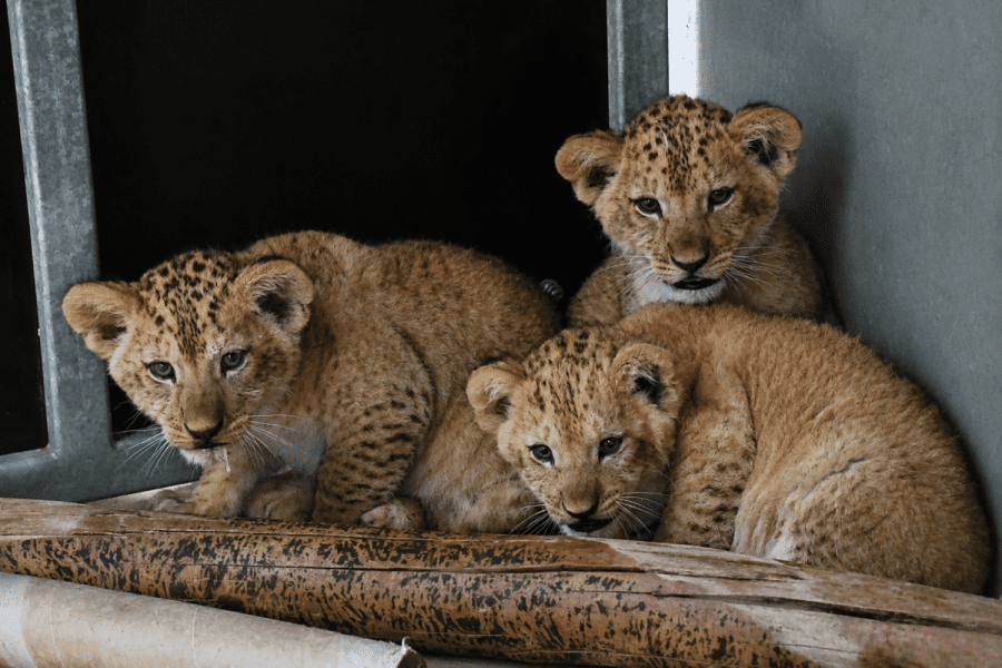 2026-08-10-lvi-lvíčata zoo - kopie.png